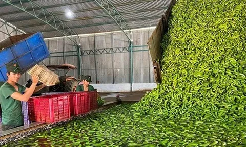 'Trái cây hạnh phúc' khiến người Nhật khó tính nhất cũng phải mê, Trung Quốc tranh phần nhập khẩu - Việt Nam có sản lượng hơn 2 triệu tấn/năm