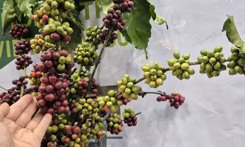 Giá cà phê hôm nay 1-11: Cực đoan hơn thời tiết