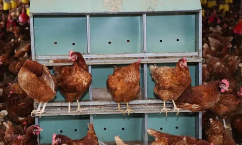 Giá trứng gà bất ngờ tăng vọt, tiến sát mốc 4.000 đồng/trứng