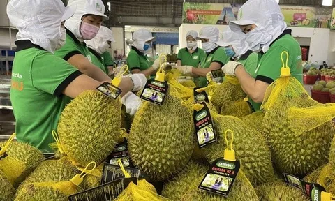 Ban hành quy trình kiểm soát an toàn thực phẩm đối với quả sầu riêng tươi xuất khẩu
