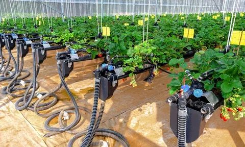 Chuyển đổi số nông nghiệp: Xây nền thể chế, dựng hệ sinh thái