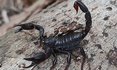 Thuốc ung thư đột phá từ nọc độc bọ cạp?