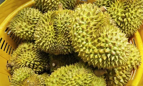 Lời cảnh tỉnh cho ngành sầu riêng