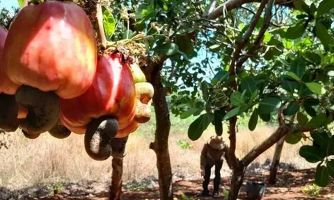 Tin vui từ mặt hàng nông sản tỷ USD