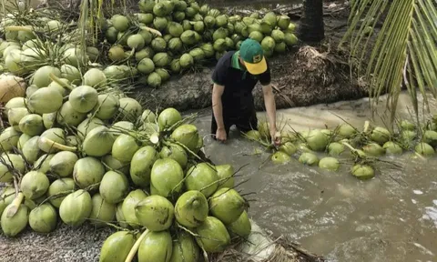 Dừa tươi rớt giá thê thảm