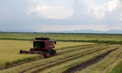 Phép màu nông nghiệp Việt tại Cuba: Một công ty tư nhân giúp tăng 350% năng suất lúa, có thể mở rộng diện tích trồng lên 5.000 ha