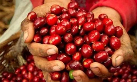 Tổng thống Mỹ cam kết hạ thuế nhập khẩu cà phê nhằm kiềm chế giá tăng