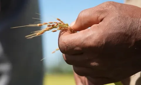 Giống lúa Việt Nam “gây bão” ở Cuba: Người dân nước bạn nói gì?