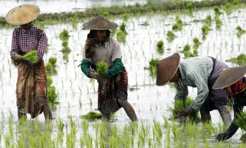 Buồn của các quốc gia xuất khẩu gạo châu Á: Ông trùm nhập khẩu lớn thứ 3 thế giới sắp dư thừa đến 4 triệu tấn gạo, nối gót Philippines tiếp tục ngừng nhập khẩu