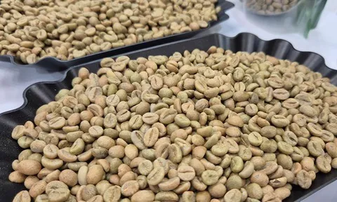 Giá cà phê hôm nay 15 -11: Bốc hơi theo thuế Mỹ