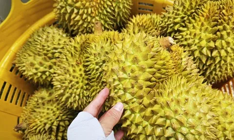 Đường dây làm giả bị lật tẩy, ngành sầu riêng mong tháo "nút thắt" về kiểm nghiệm