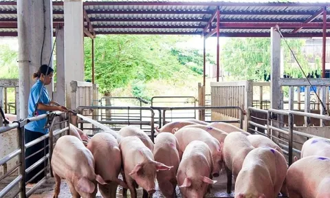 Giá lợn hơi giảm mạnh