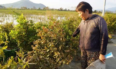 Xác xơ “thủ phủ” mai vàng miền Trung