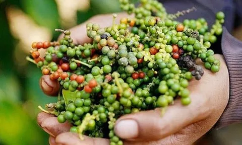 Giá tiêu tăng khi Mỹ giảm thuế