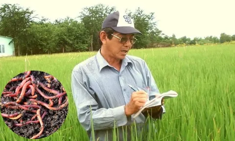 "Cha đẻ" lúa ST25 sửng sốt trước "sinh vật lạ" xuất hiện giữa ruộng, gọi đây là kỳ tích thiên nhiên