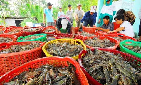 Trung Quốc trở thành động lực lớn nhất cho xuất khẩu tôm tháng 10