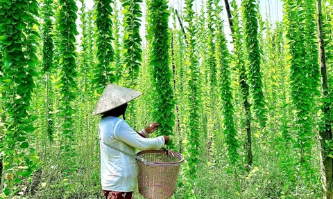 Nông dân đổi đời nhờ trồng loại cây mọc dại: "Đếm lá tính tiền", thu về 2 tỷ/năm