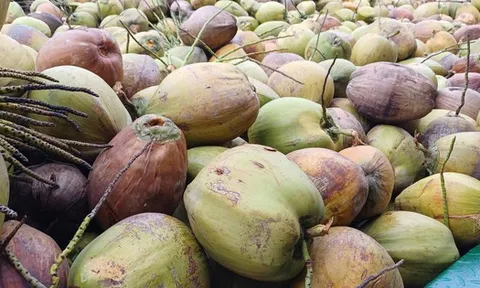 Giá dừa khô rớt thảm
