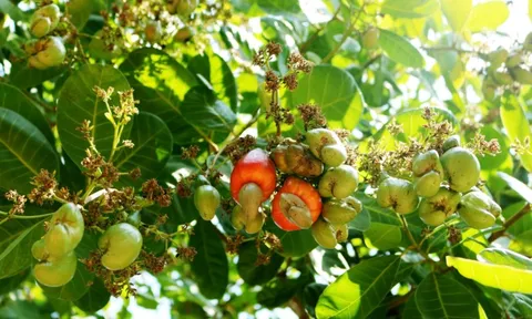 Bí mật dưới lòng đất của Cuba khiến DN Việt Nam quyết định trồng 2.500ha, kỳ vọng biến thành "thủ phủ"