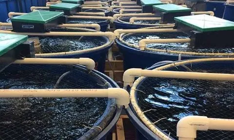 Không phải đất hiếm, Mỹ, Trung Quốc đang đua nhau săn lùng một ‘mỏ vàng’ của Việt Nam: Nước ta sở hữu công nghệ dẫn đầu thế giới, thu về hơn 4,3 tỷ USD