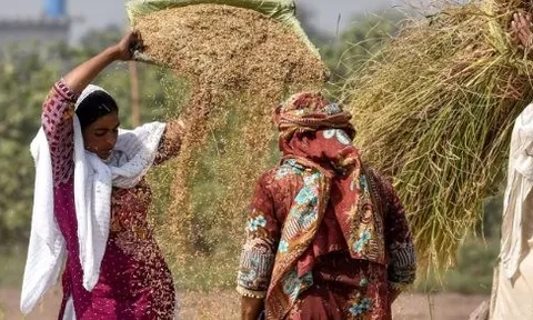 Loạt quốc gia ngừng nhập khẩu, gạo Thái Lan bất ngờ đón tin vui: Một cá mập vừa mua nửa triệu tấn gạo, giá lên tăng cao nhất hơn 7 tháng