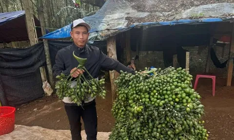 Động thái của thương lái Trung Quốc khiến giá cau tươi lao dốc