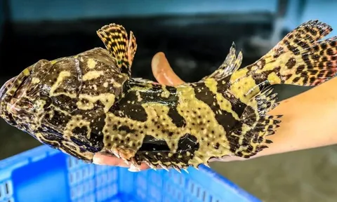 Nuôi "Đệ nhất đặc sản biển" trong lồng HDPE chịu được bão cấp 12, bà con thu về trăm triệu