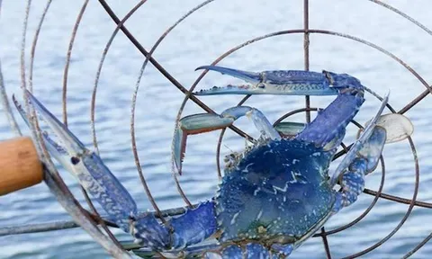 Mặt hàng của Việt Nam khiến Mỹ "mê tít", có quốc gia còn tăng nhập khẩu gần 1.000%