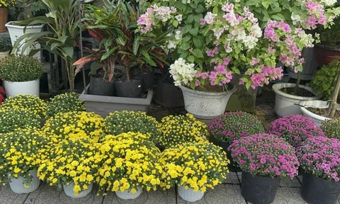 Người đi đường bất ngờ khi hoa kiểng Tết tràn ngập vỉa hè
