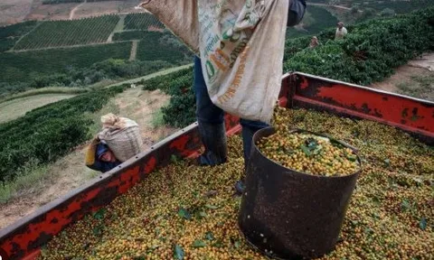 Bất chấp sản lượng giảm mạnh, một 'đặc sản' của Cuba được giải thưởng ngon nhất thế giới - Việt Nam cũng nằm trong danh sách