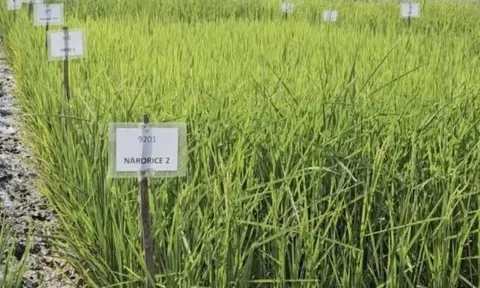 Phát minh chưa từng có của Ấn Độ làm rung chuyển ngành lương thực: Tạo ra giống lúa chỉnh sửa gen tăng 30% năng suất, sản lượng tăng thêm 4,5 triệu tấn lúa