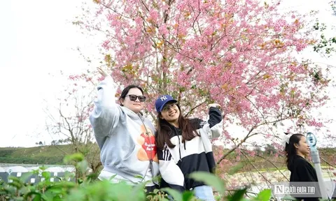 Du khách được thưởng thức cà phê miễn phí, bắn cung, cưỡi ngựa tại Lễ hội hoa mai anh đào