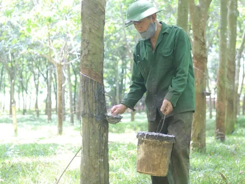 Giá nông sản 9/9: Cao su tiếp tục tăng, cà phê đồng loạt giảm