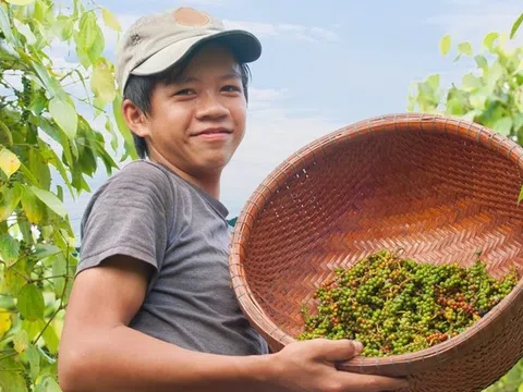 Giá nông sản 10/9: Hồ tiêu tăng 43% sau 8 tháng, lúa gạo biến động trái chiều