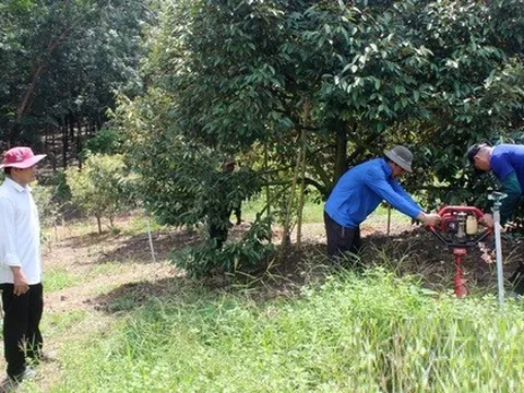 Ông nông dân trồng "loài cây quen thuộc" thu lãi nhẹ nhàng 2 tỷ đồng/năm