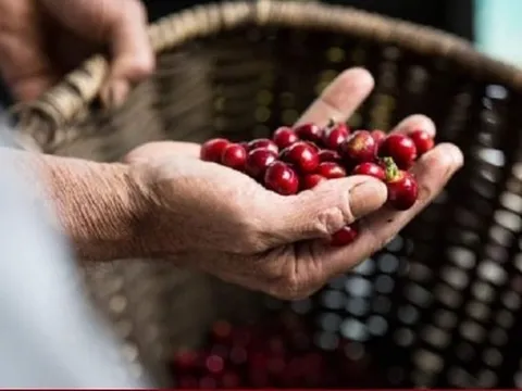 Vì sao cà phê Robusta bất ngờ rớt giá thảm hại sau chuỗi ngày tăng chưa từng có?