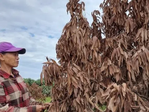 Cây ăn quả chết hàng loạt sau bão lũ, nông dân Lục Ngạn (Bắc Giang) điêu đứng