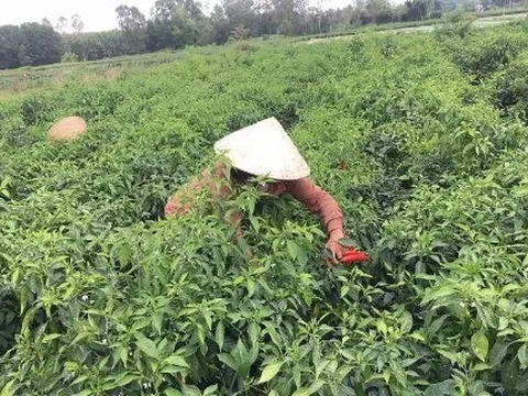 Lào, Trung Quốc mê mệt loại quả 'nhỏ nhưng có võ' này: Việt Nam sở hữu 2 vựa khổng lồ, sản lượng mỗi năm hàng trăm nghìn tấn