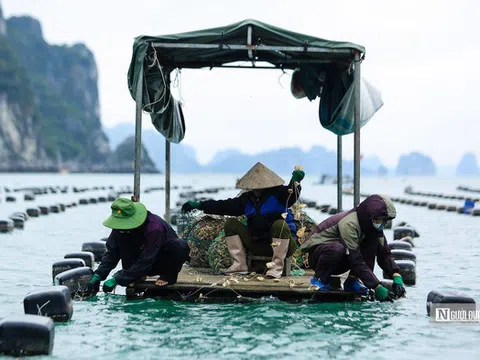 Tăng cường sản xuất thủy sản các tháng cuối năm