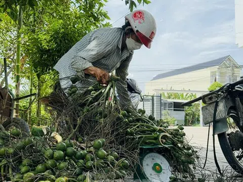 Thấy gì từ việc giá cau tăng sốc rồi ‘bốc hơi’?