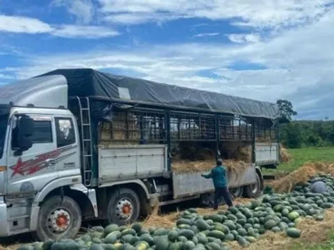 Dưa hấu mất mùa, mất giá khiến nhiều nông dân trắng tay