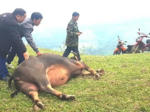 Hàng chục con trâu bò chết bất thường ở Nghệ An: Xác định nguyên nhân ban đầu