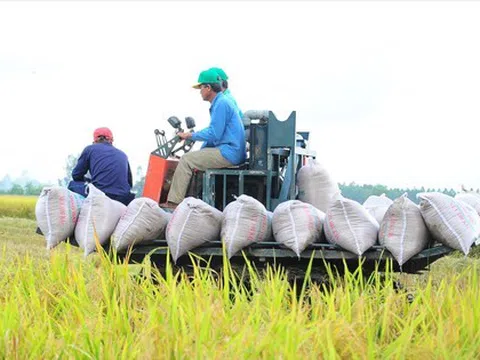 Giá lúa gạo thấp nhất 2 năm: Nông dân, thương lái, doanh nghiệp gặp khó