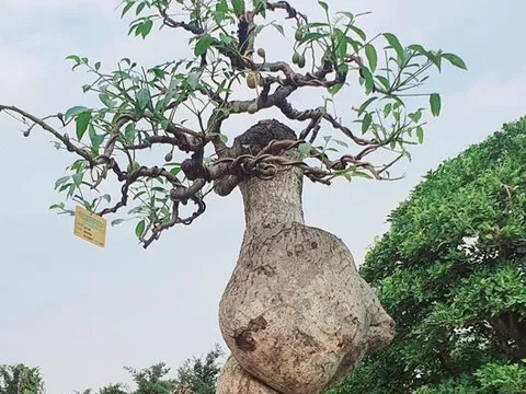 ‘Cóc ghẻ’ lên chậu thành bonsai hàng trăm triệu đồng