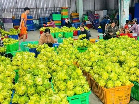 Thanh long vàng “cháy hàng” dịp Tết, nông dân lãi lớn