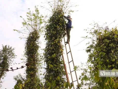 Giá "vàng đen" lập đỉnh, nông dân chật vật tìm người thu hoạch