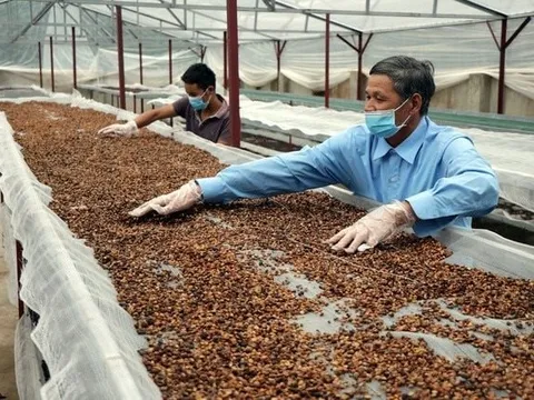 Việt Nam 'đổ bê tông' vị thế xuất khẩu cà phê lớn thứ 2 thế giới: Trung Nguyên, Highlands, Nestlé đua nhau xây nhà máy nghìn tỷ