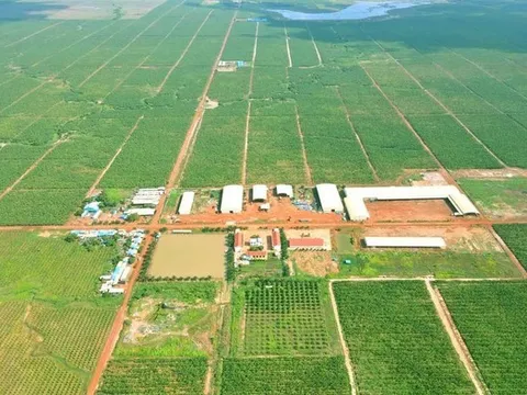 HAGL Agrico của Chủ tịch Trần Bá Dương còn vỏn vẹn hơn 3 tỷ tiền mặt