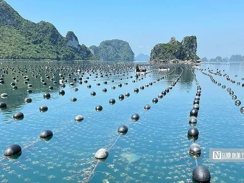 "Thủ phủ hàu" Vân Đồn hồi sinh
