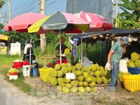 Cám cảnh 'trái cây vua': Tiểu thương thờ ơ, người trồng mỏi mòn chờ khách